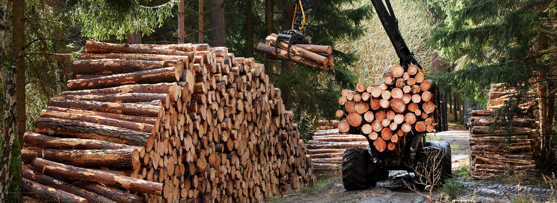 Digitisation of the Forestry Industry